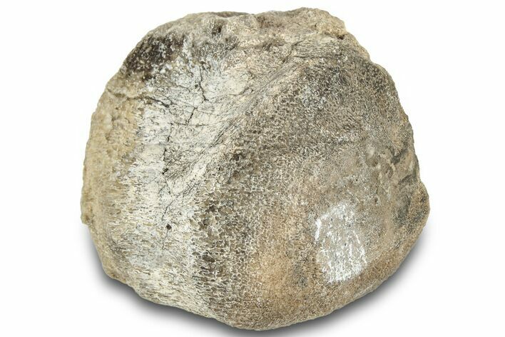 Fossil Iguonodontian Dinosaur (Tenontosaurus) Vertebra - Montana #322091